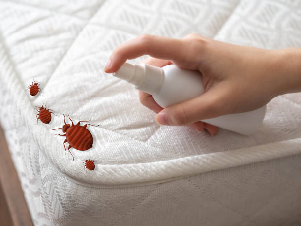Best Wasp Removal Services  in Lemont, IL