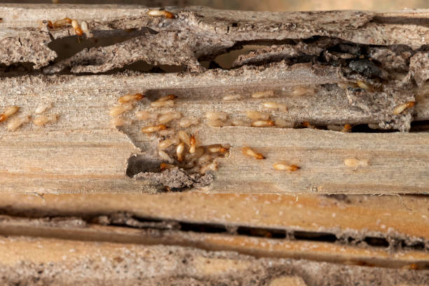 Best Pest Control Treatment  in Lemont, IL